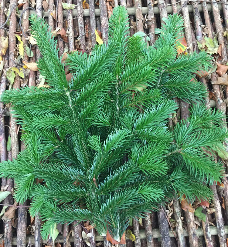 pyntegran pyntegran